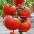 T06 Kaiser madurez temprana híbrido f1 determinado semillas de tomate diferentes tipos de semillas